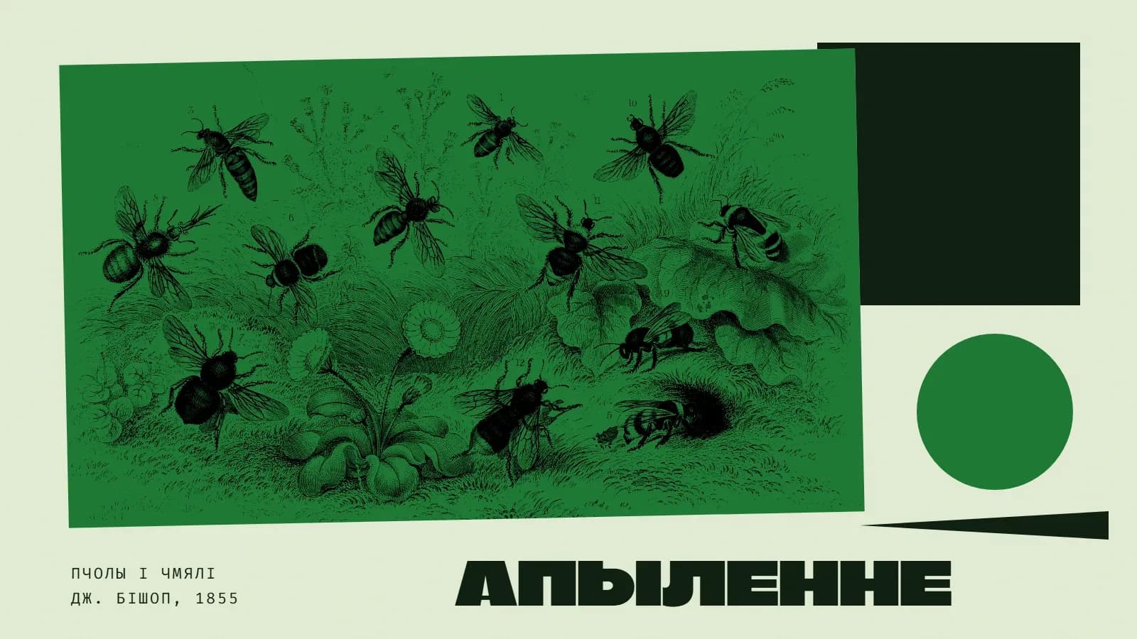 Калаж у зялёных колерах: у зялёным дуатоне, крыху нахіленая, — гравюра сярэдзіны XIX стагоддзя: дванаццаць пчол і чмялёў кружаць над лугам з маргарыткамі, травой і шырокім лісцем, адзін чмель залазіць у нару ў зямлі; справа чорны квадрат і зялёны круг, унізе чорны клін, вялікі надпіс «Апыленне» і подпіс «Пчолы і чмялі. Дж. Бішоп, 1855».